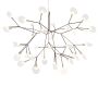  BLS 12027 Heracleum